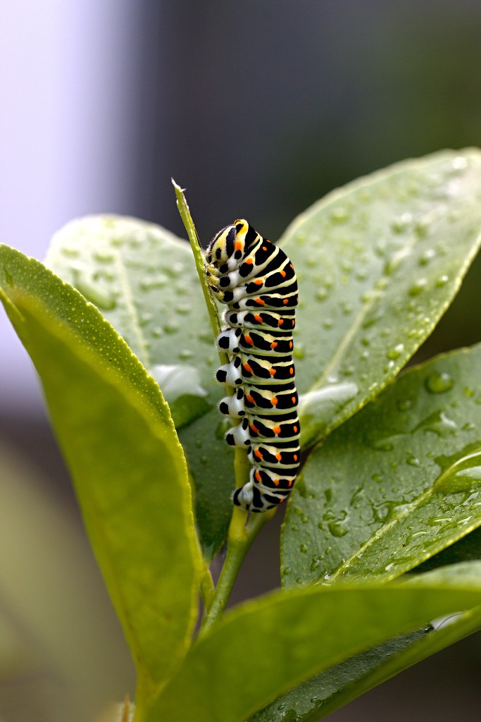 Papilio machaon koninginnenpage vlinder vlinders nederland insect insecten lepidoptera rups dagvlinder nachtvlinder mot motten pop larve